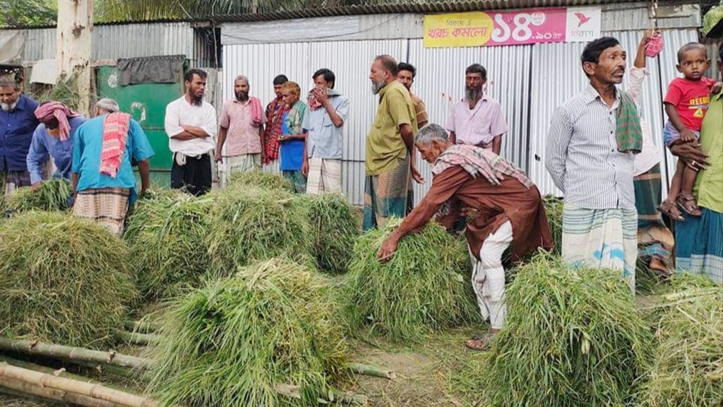 ভূঞাপুরে যমুনার চরাঞ্চলে ঘাস চাষে চলে জীবিকা