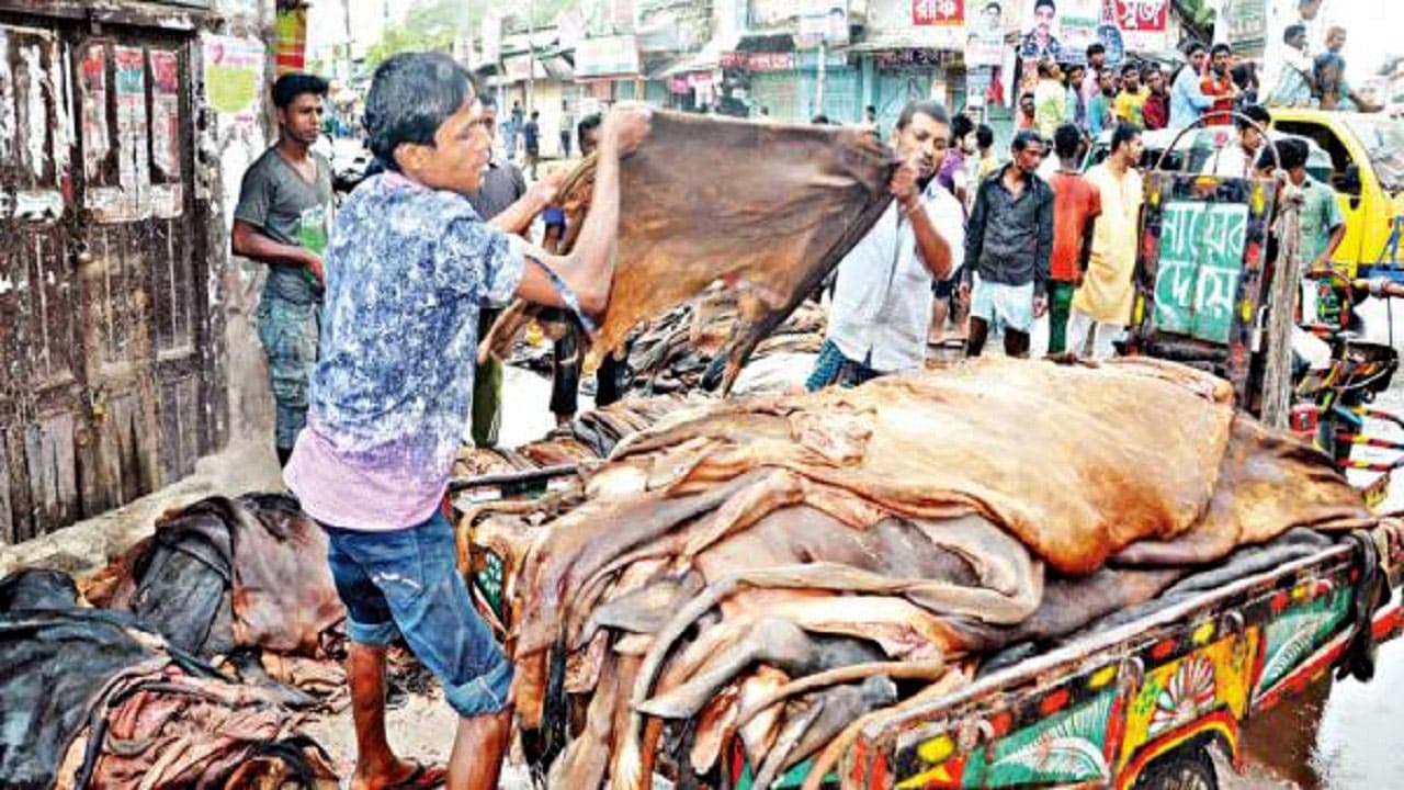 বর্গফুটে ৫ টাকা বাড়িয়ে কোরবানির পশুর চামড়ার দাম নির্ধারণ