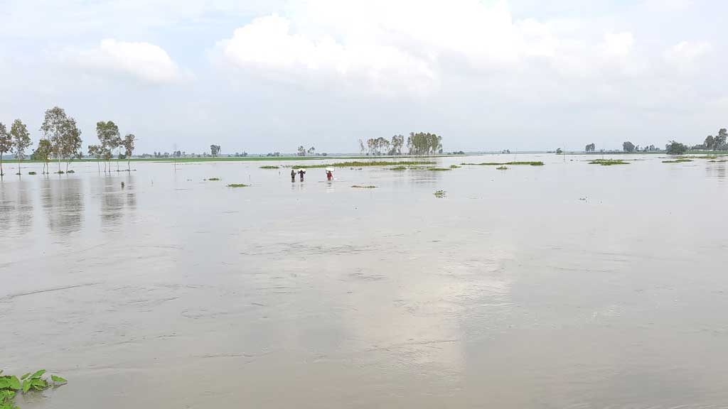 তিস্তার পানি বিপৎসীমার ওপরে, ডুবে গেছে ৫০০ একর আমন খেত