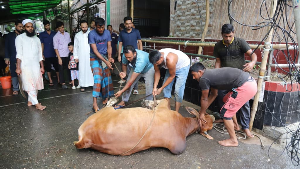 রাজধানীজুড়ে ১২ লাখ পশু কোরবানি