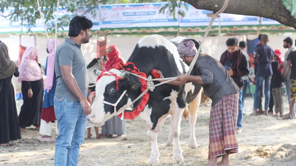 মাসুদ রানার টাইগারের ওজন ৩০ মণ