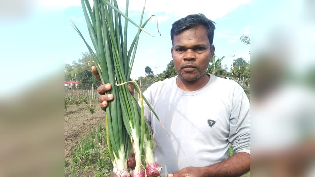 এন-৫৩ পেঁয়াজে সাফল্য