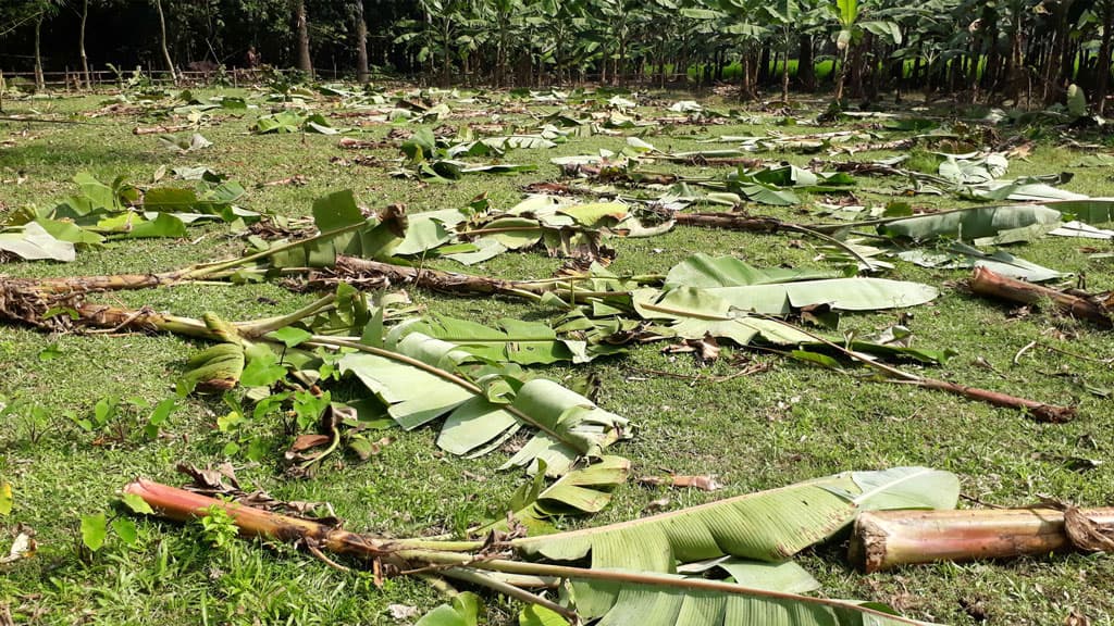 কৃষকের কলাবাগান শত্রুতার বলি