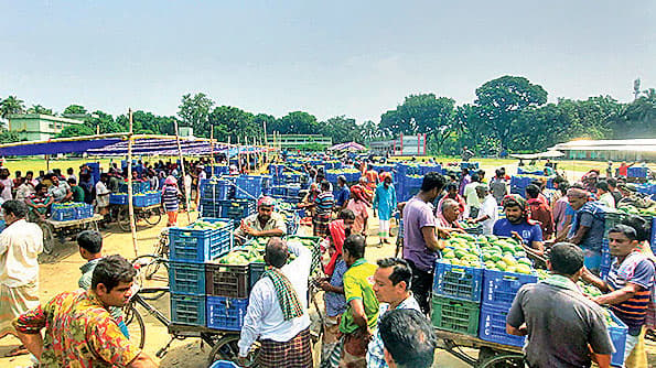 জমে উঠেছে আমের বাজার