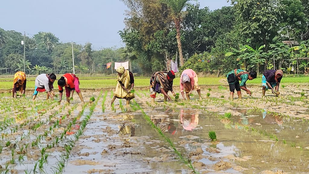 শ্রীপুরে কনকনে ঠান্ডায় বোরো ধান রোপণে ব্যস্ত নারীরাও