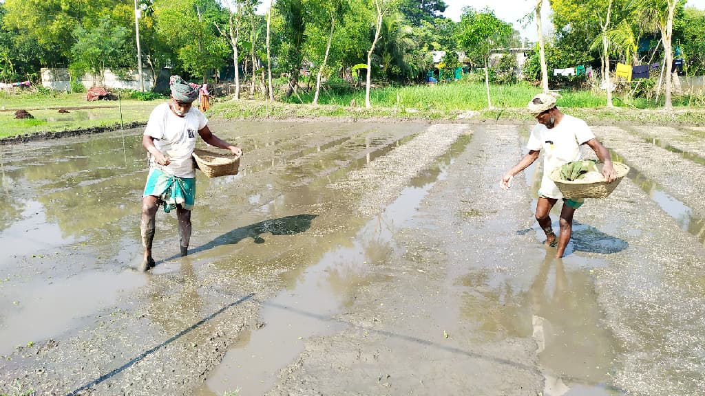 ব্রাহ্মণপাড়ায় বোরোর বীজতলা তৈরিতে ব্যস্ত কৃষক, বন্যার ক্ষতি কাটিয়ে ওঠার আশা