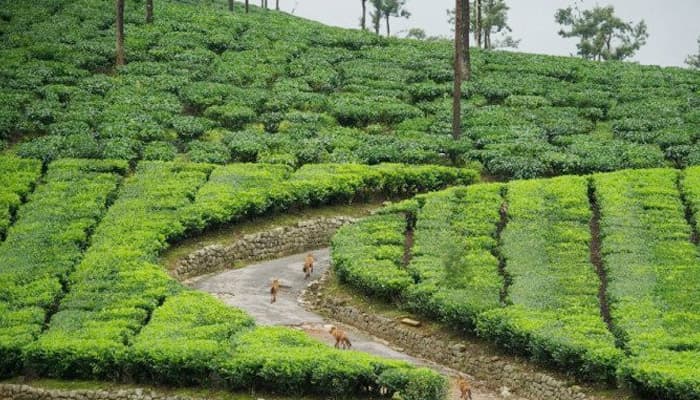 চা-শ্রমিকদের মজুরি দ্বিগুণের দাবি