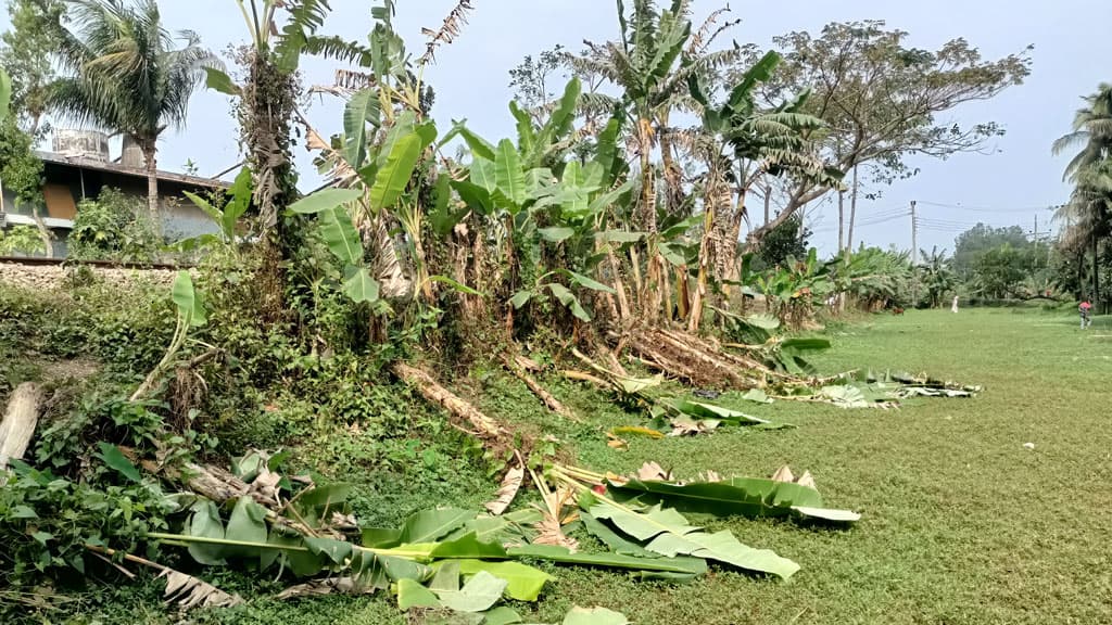 সীতাকুণ্ডে অর্ধ শতাধিক কলাগাছ কাটল দুর্বৃত্তরা