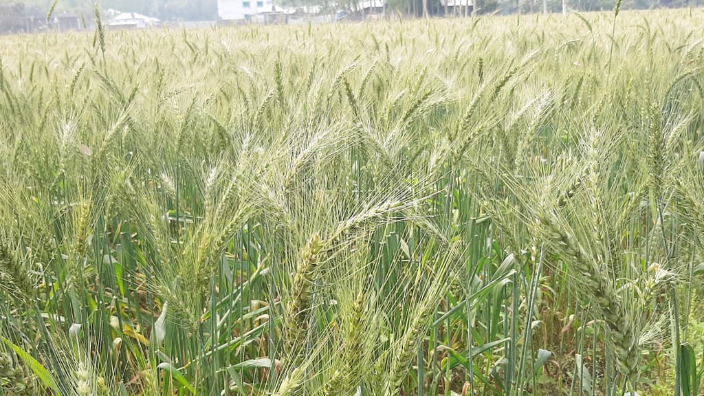 পঞ্চগড়ে ২৫ হাজার হেক্টর জমিতে গমের আবাদ