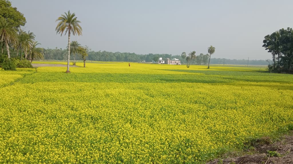 দেবহাটায় মুগ্ধতা ছড়াচ্ছে সরিষাখেত