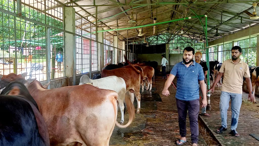 শুরুটা লাখ টাকা দিয়ে, এখন আড়াই কোটি টাকার গরু খামারে