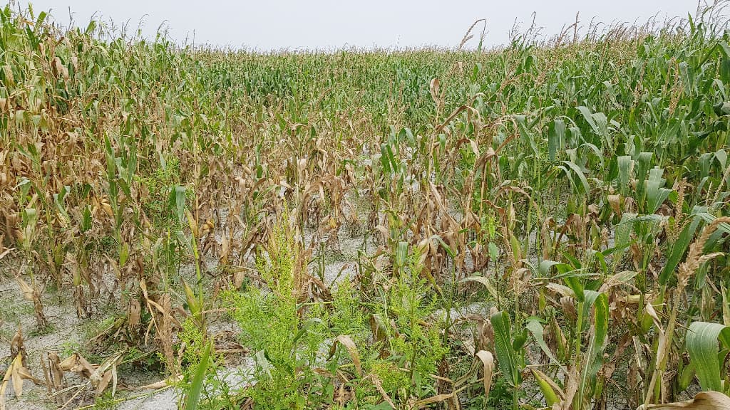 তিস্তার উল্টো রূপে ফসলের ক্ষতি