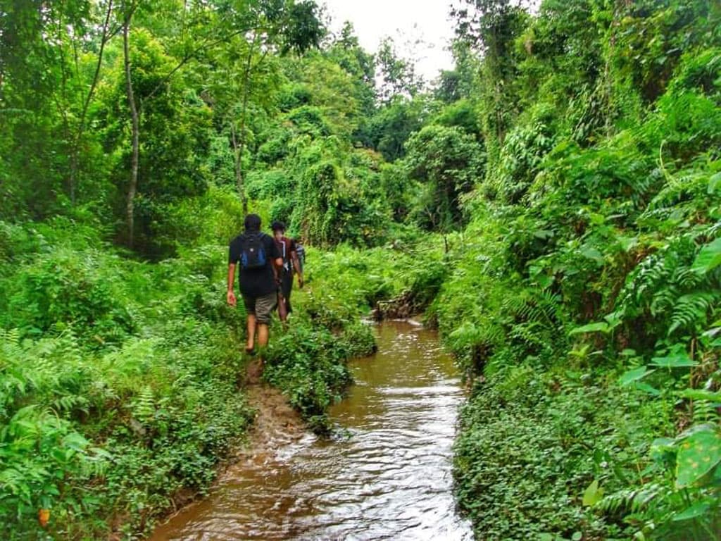 মৌলভীবাজারের লাঠিটিলা সংরক্ষিত বনে সাফারি পার্ক প্রকল্প বাতিলের সুপারিশ