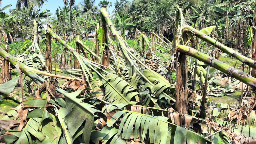 ঝড়-বৃষ্টিতে ফসলের ক্ষতি