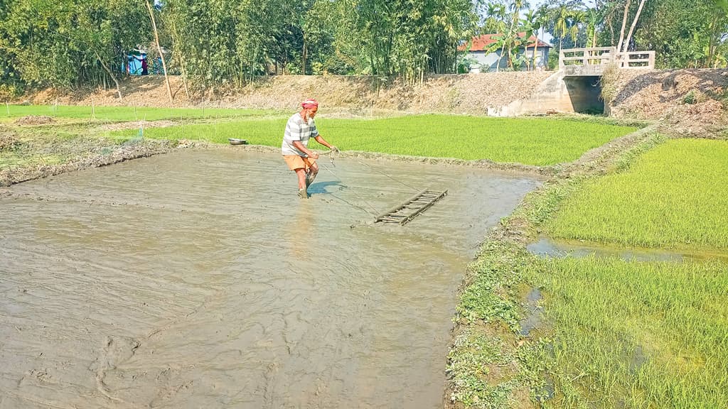 পীরগাছায় বোরো চাষে ব্যস্ততা