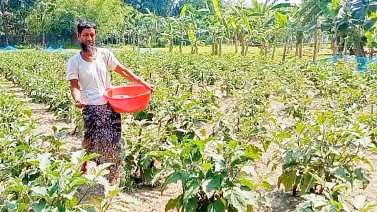 সারের মূল্যবৃদ্ধিকে ‘মড়ার উপর খাঁড়ার ঘা’ বলছেন কৃষকেরা