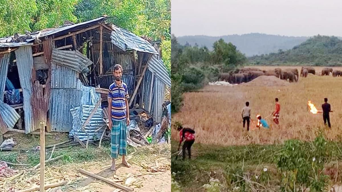 নেত্রকোনায় বন্য হাতির তাণ্ডবে তছনছ ২৫ বসতঘর