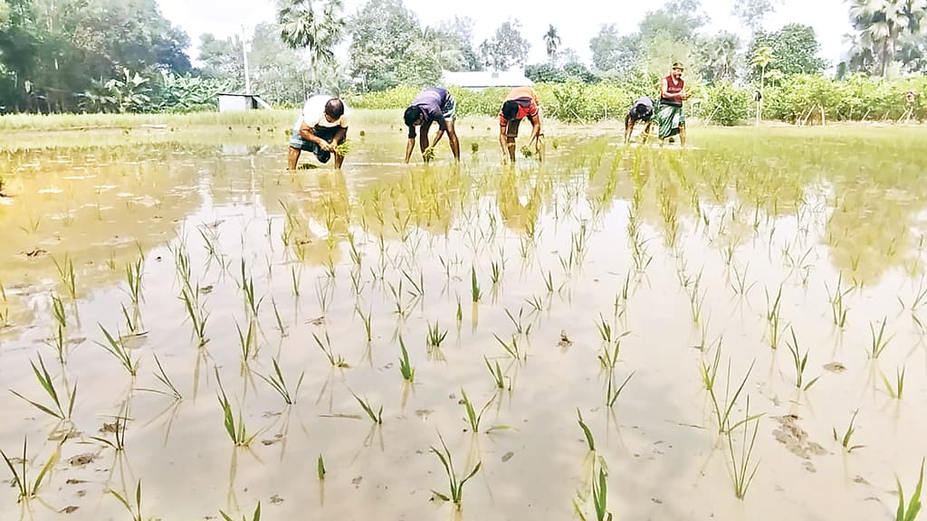 তীব্র শীতেও থেমে নেই ফুলবাড়িয়ার কৃষক