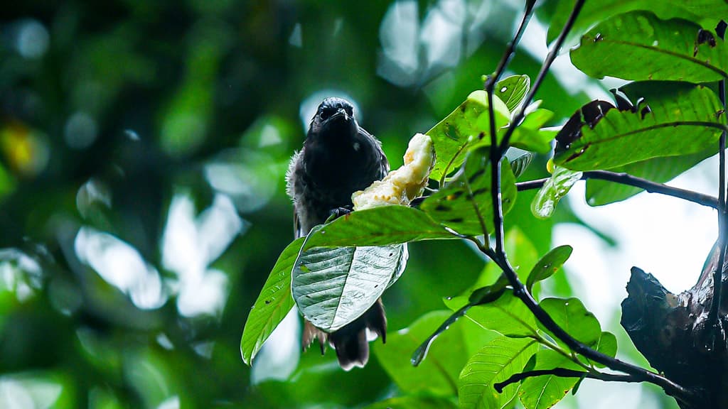 দিনের ছবি (০৫ অক্টোবর, ২০২৩)