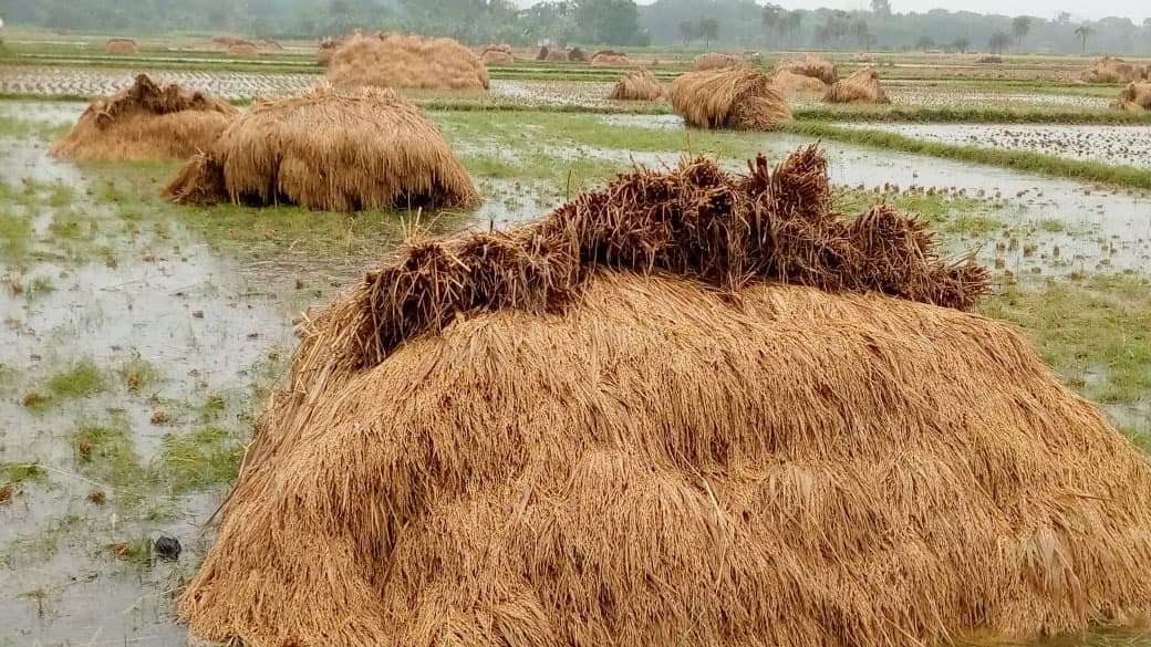 অশনির বৃষ্টিতে ভাসছে কৃষকের স্বপ্ন