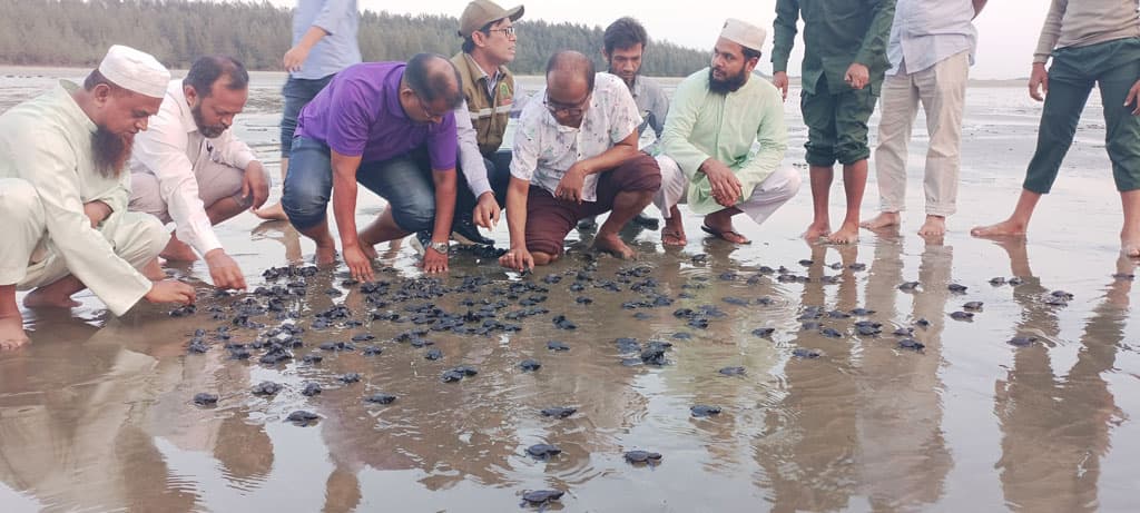 কক্সবাজার সমুদ্র সৈকতে ২৭০টি কচ্ছপের বাচ্চা অবমুক্ত