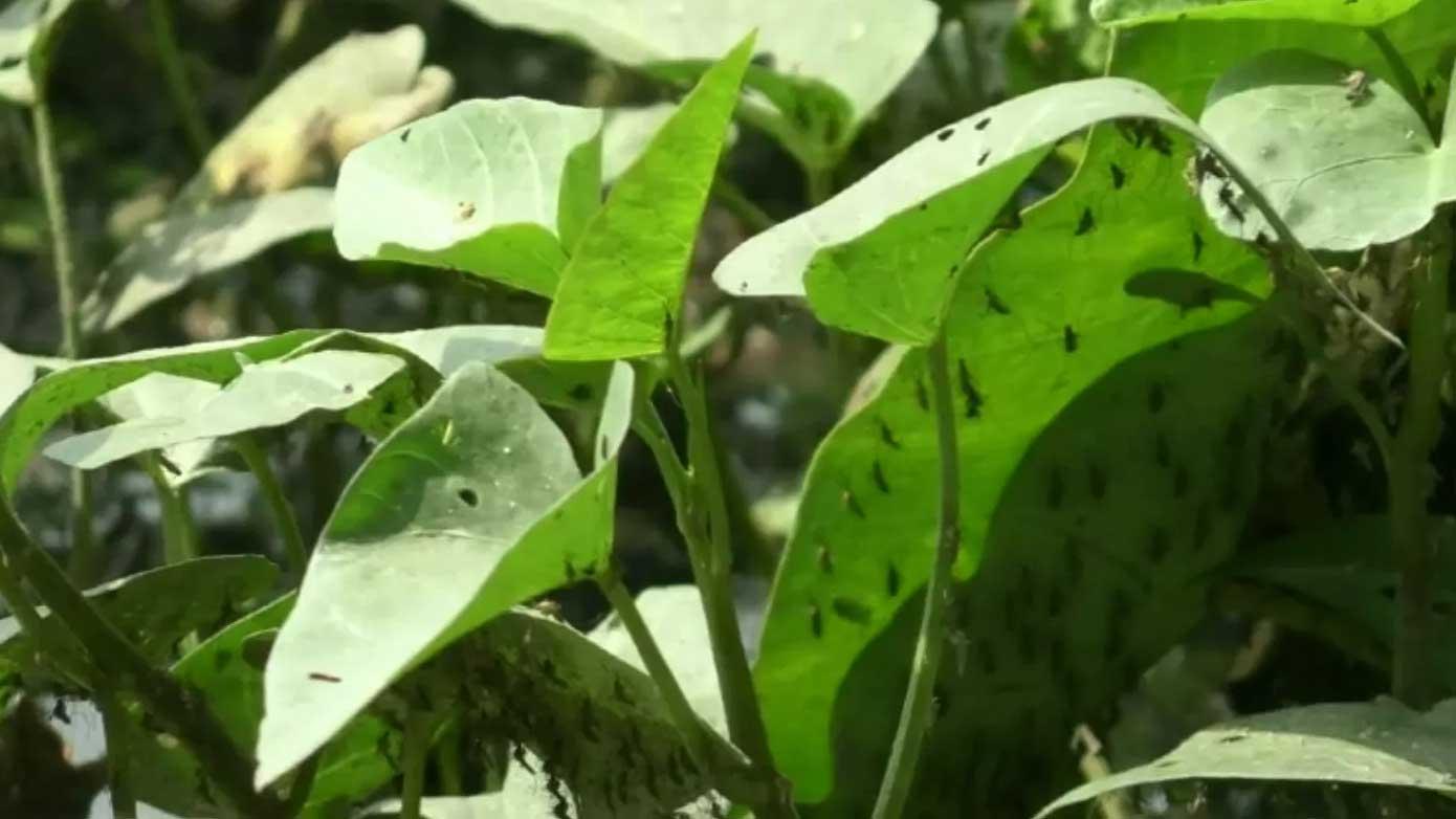 পশ্চিমবঙ্গে বাড়ছে ডেঙ্গু, আসামে এনসেফালাইটিস 