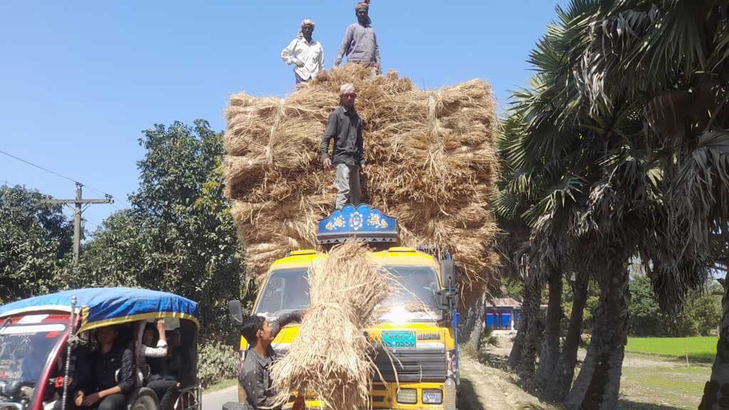 আমন ধানের খড়ে লাভবান নিয়ামতপুরের কৃষক