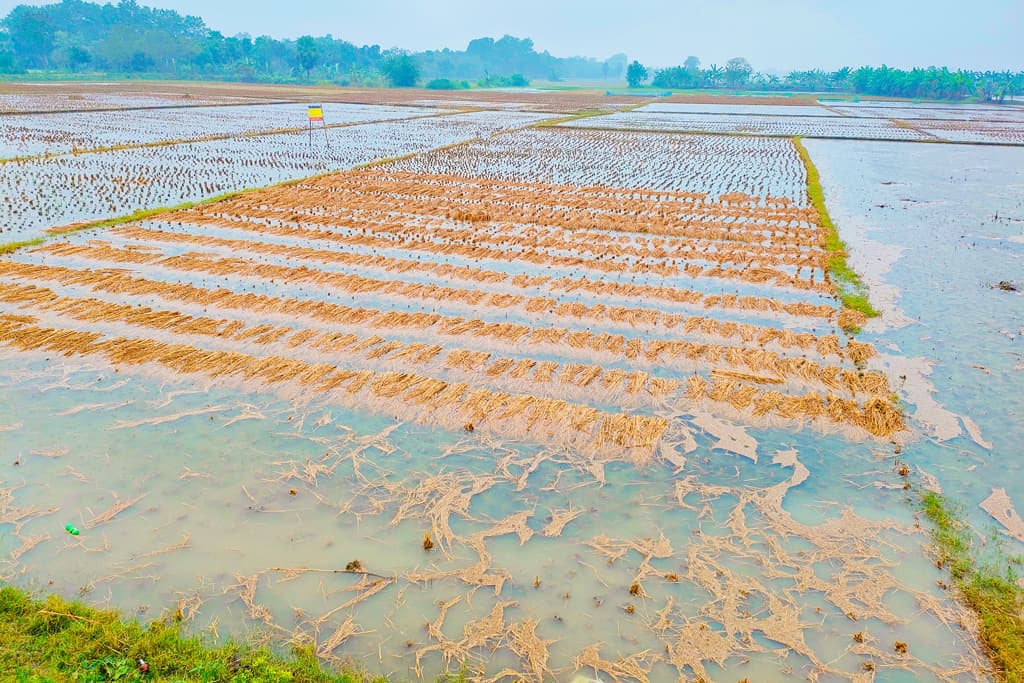 কৃষকের ক্ষতি, আজও বৃষ্টির আভাস