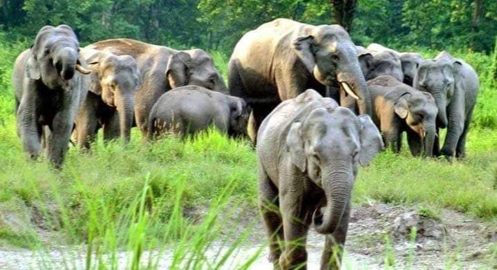 ফসল বাঁচাতে হাতি তাড়াতে গিয়ে প্রাণ হারাল কিশোর