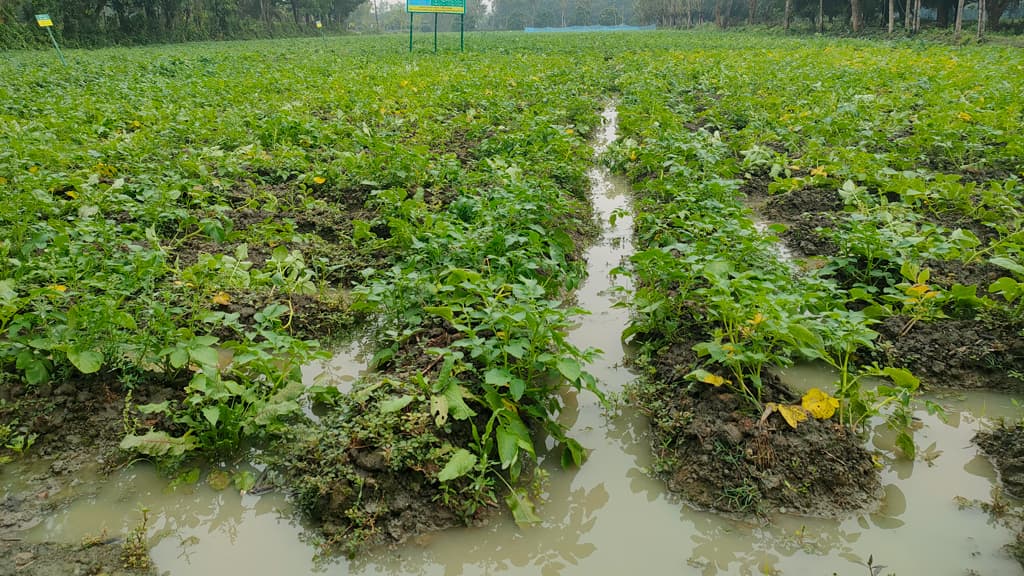 বৃষ্টিতে খেতে পানি, শঙ্কায় কৃষক