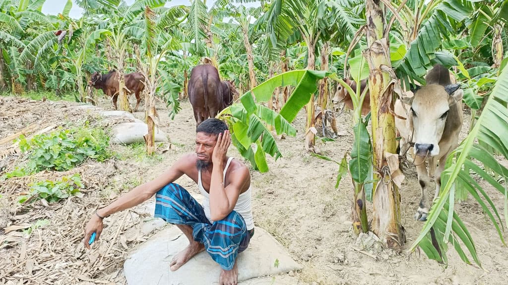 পদ্মায় ৪৭টি গরুসহ ট্রলারডুবি, পাড়ে বসে অসহায় খামারিরা