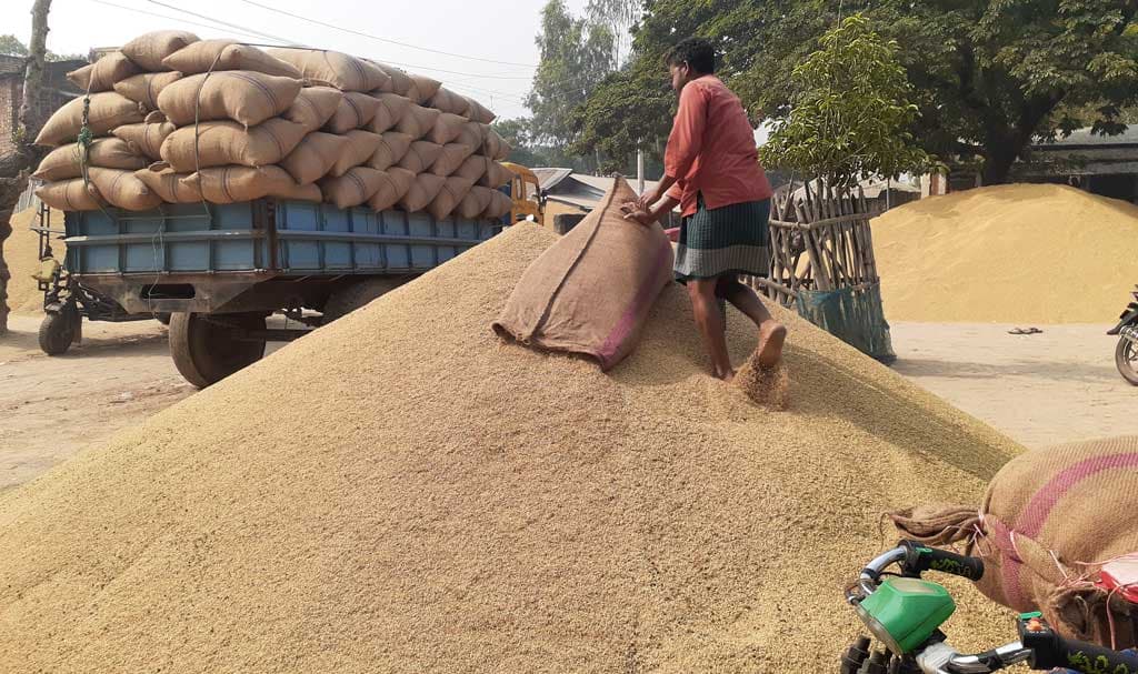 রাণীনগরে আমনের ফলনে বর্গাচাষিদের মনে স্বস্তি