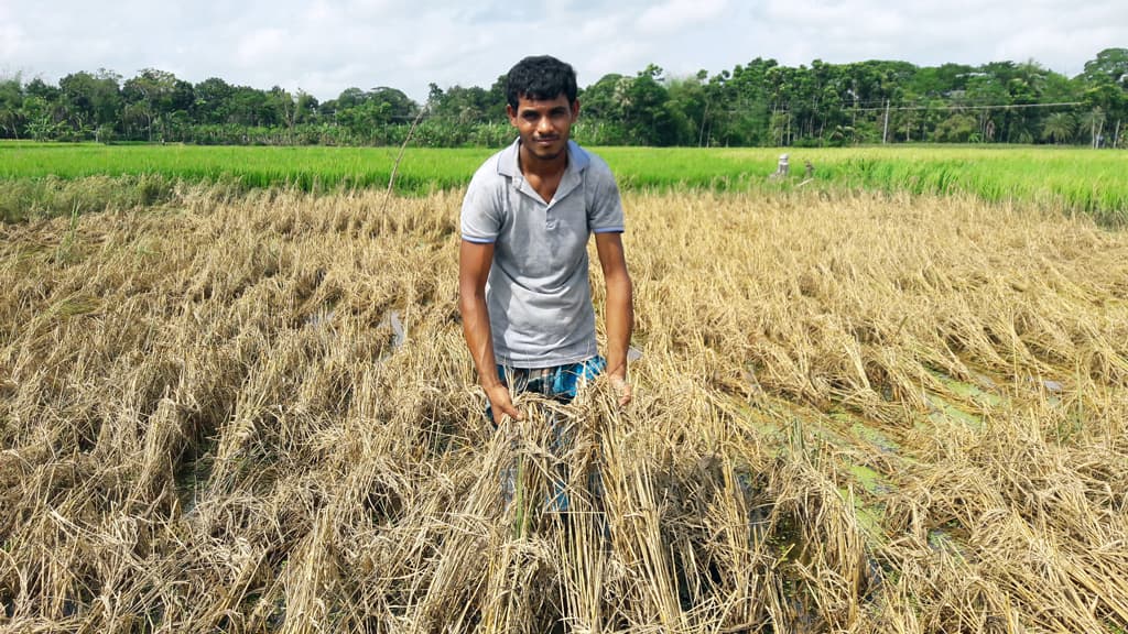 কৃষকদের বিপদেও মাঠে যাচ্ছেন না ঝিকরগাছার কৃষি কর্মকর্তারা