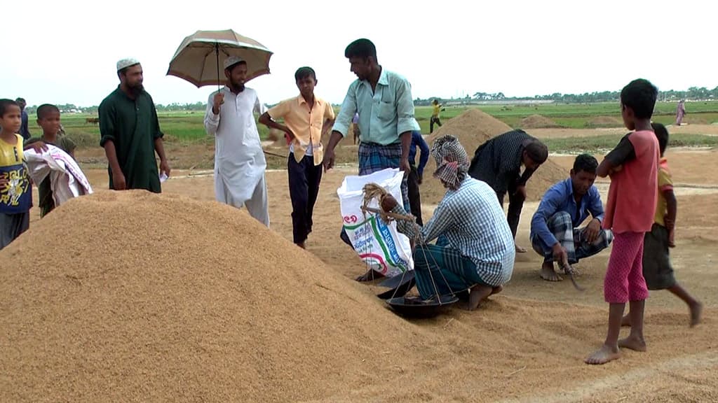 সরকারি সংগ্রহের খবর নেই, কম দামে ফরিয়াদের ধান দিচ্ছেন ঋণগ্রস্ত চাষিরা