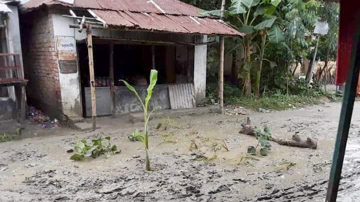 সড়কে ধান রোপণ করে প্রতিবাদ 