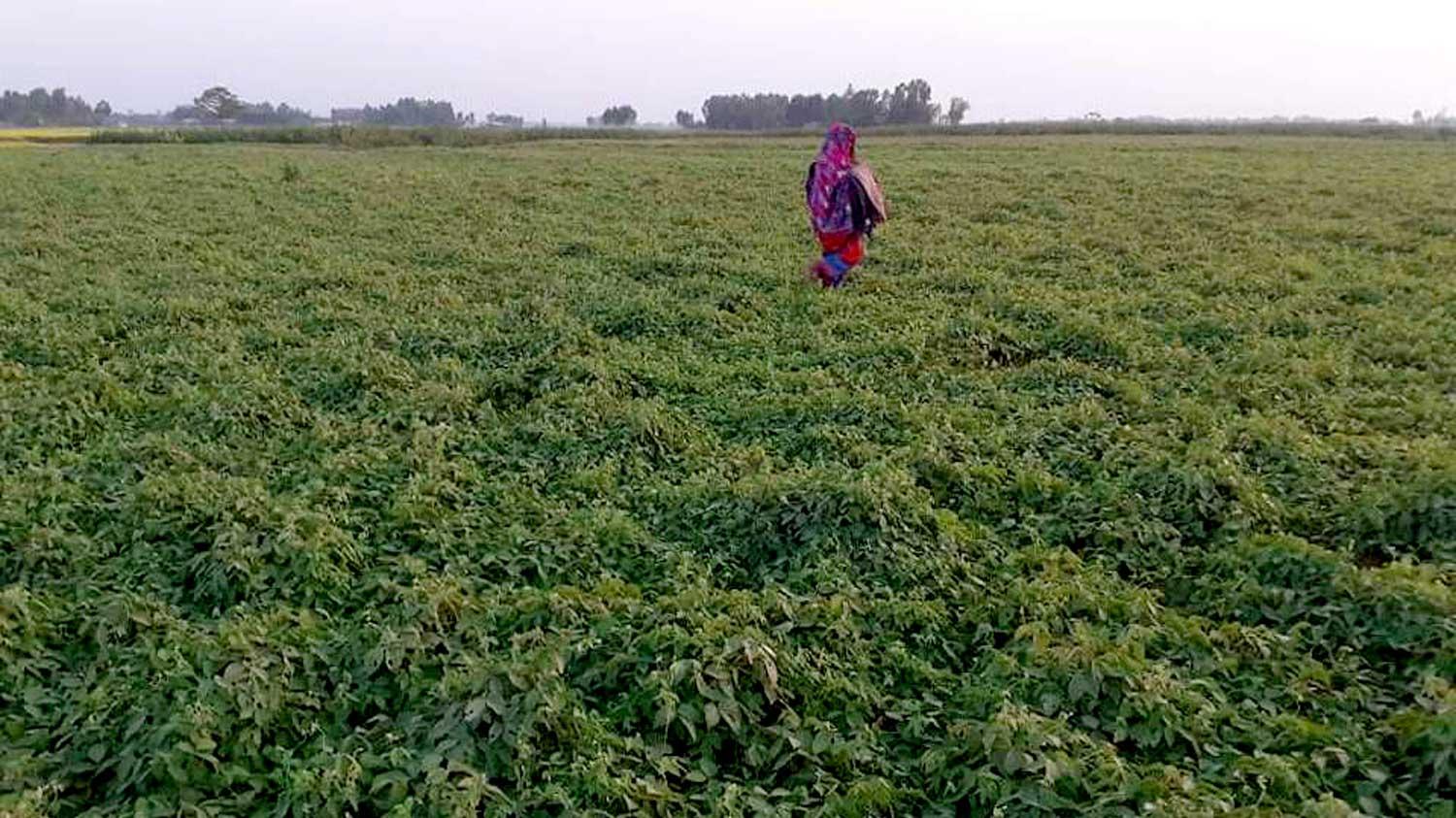 নাগেশ্বরীতে লক্ষ্যমাত্রার দ্বিগুণ জমিতে মাষকলাই চাষ