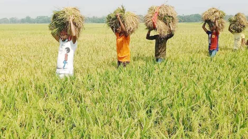 কোথাও ফলন ভালো কোথাও খরচ ওঠেনি