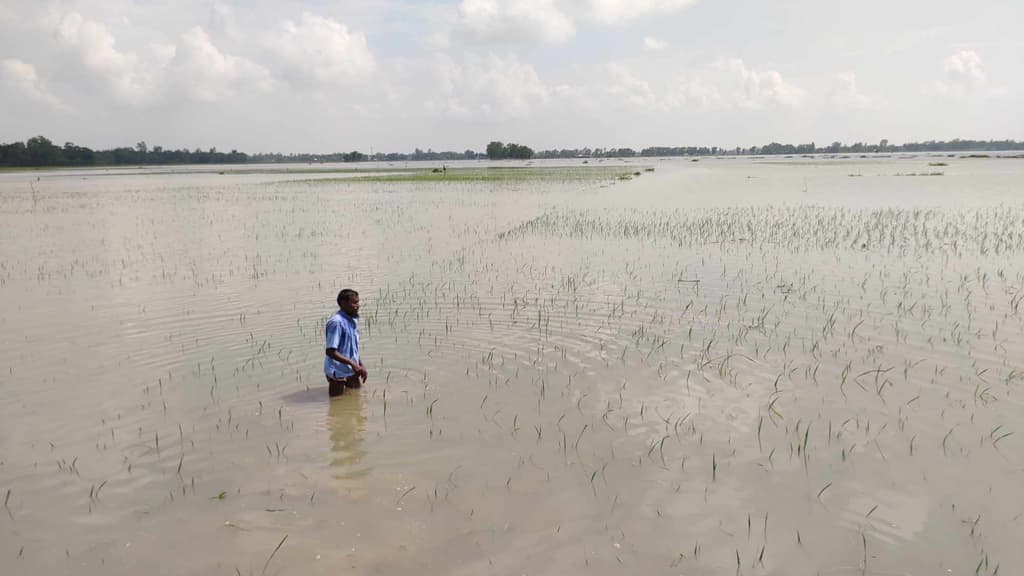 নালিতাবাড়ীতে ৩ দিন ধরে পানির নিচে আমন খেত