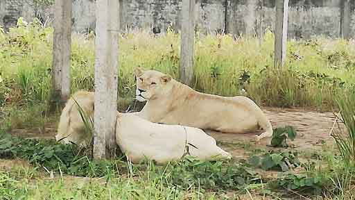 গাজীপুর সাফারি পার্কে সাদা সিংহের মৃত্যু