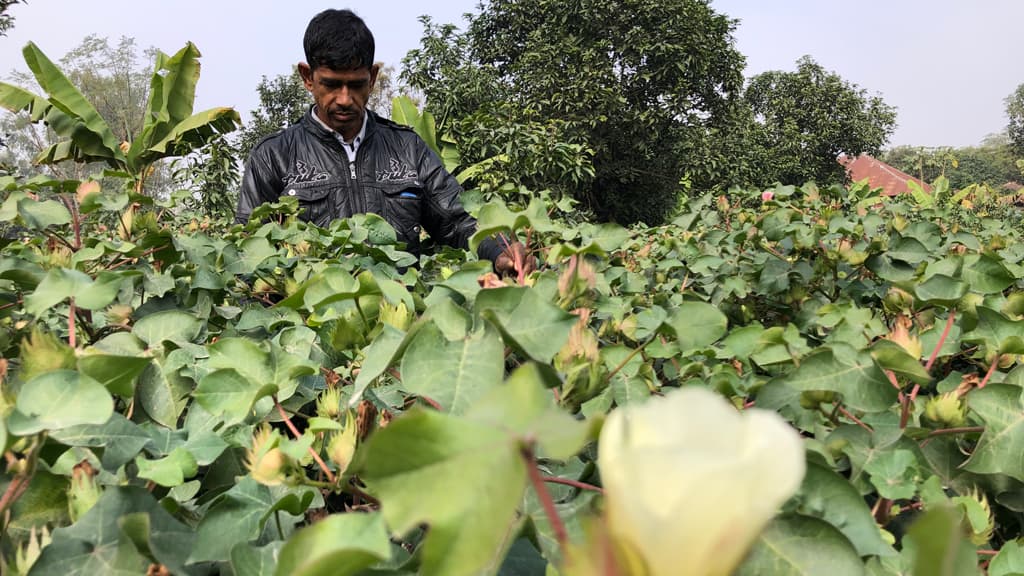 সম্ভাবনার দুয়ার খুলতে পারে কার্পাস তুলার চাষ