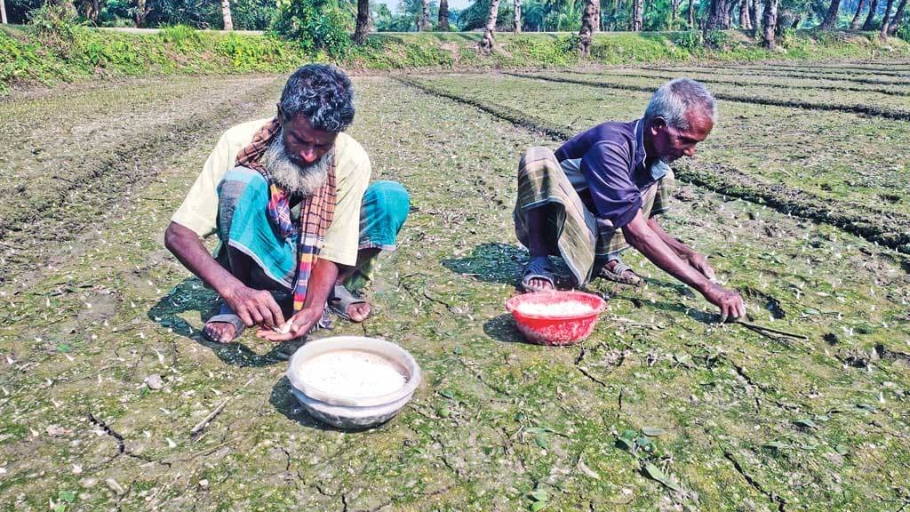 চারঘাটে জনপ্রিয় হচ্ছে   বিনা চাষের রসুন