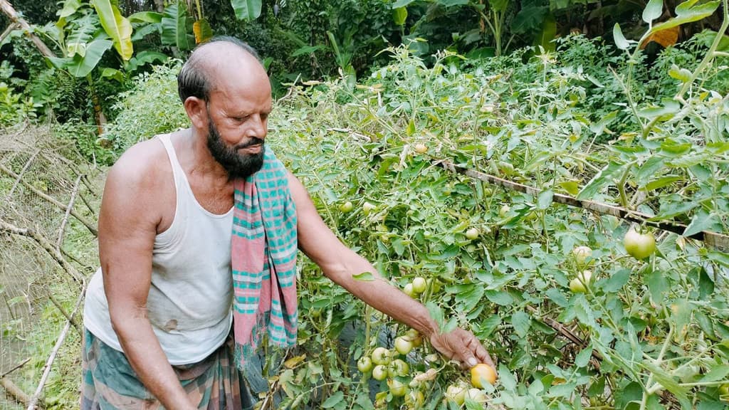 শীতের টমেটো চাষ গরমে, বাজিমাত পোস্টমাস্টারের