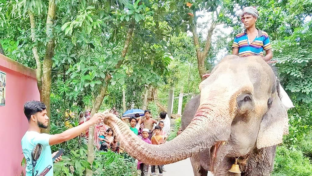 সাতকানিয়ায় হাতি দিয়ে চাঁদা আদায়