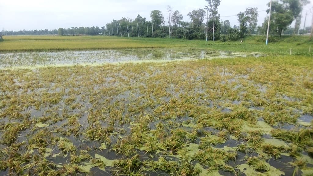 পানির নিচে ধান, বিপাকে কৃষক