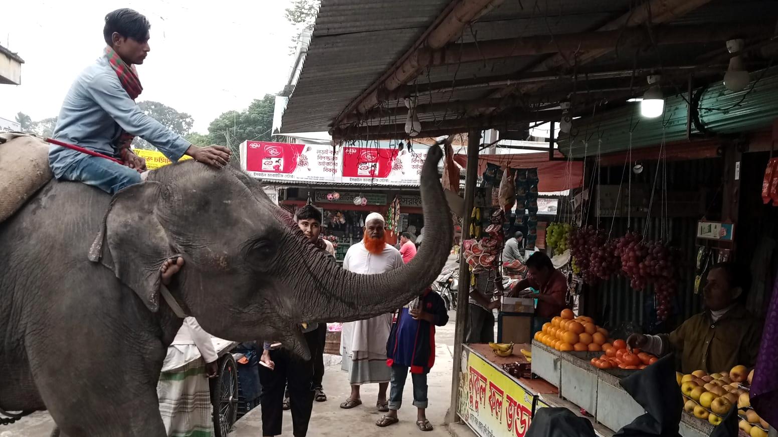 হাতি দিয়ে চলছে চাঁদাবাজি, অতিষ্ঠ লোকজন 