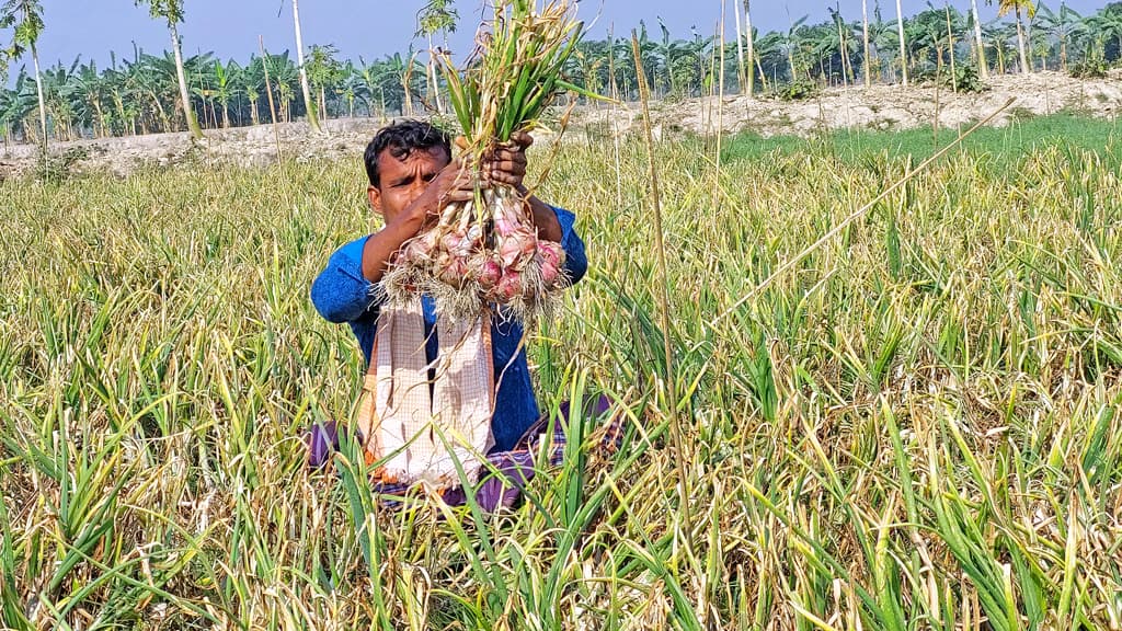 পেঁয়াজ চাষে লাখপতি