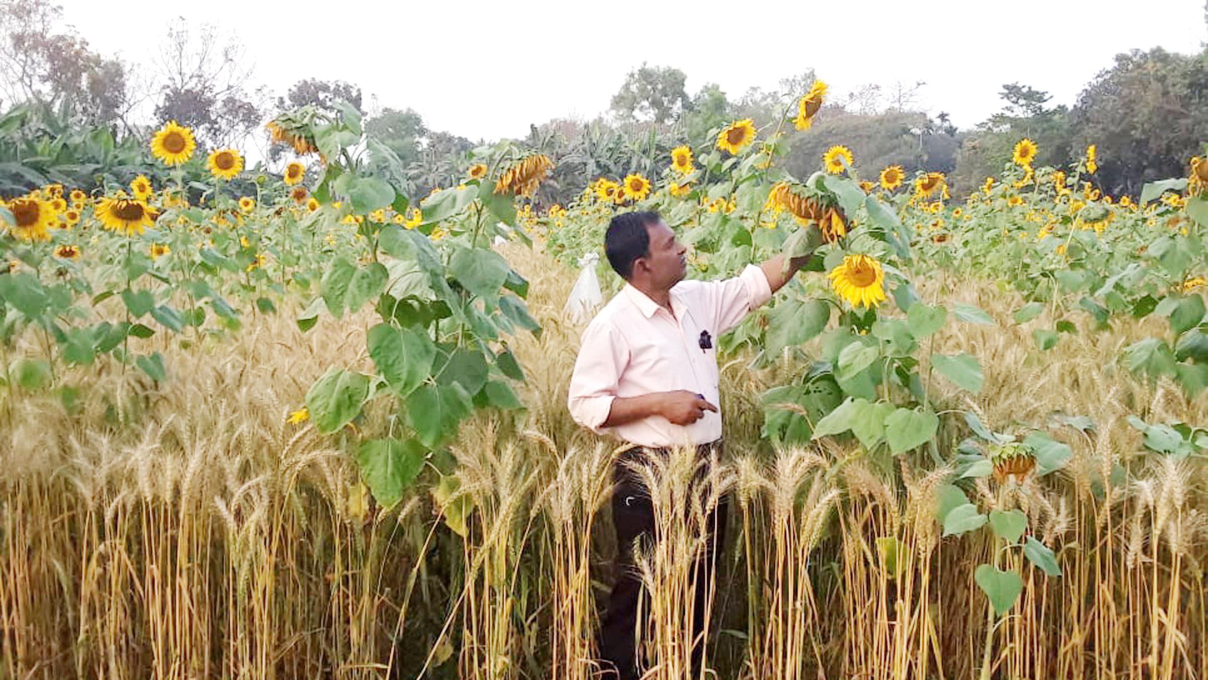 একসঙ্গে গম ও সূর্যমুখীর চাষে সাফল্যের আশা