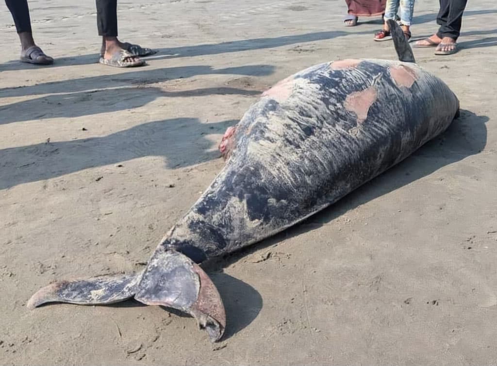 কক্সবাজার সমুদ্রসৈকতে আবারও ভেসে এল মরা পরপইস