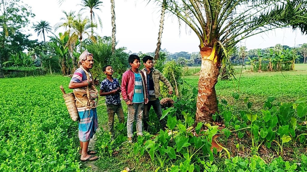 ৩৭ হাজার খেজুরগাছ উধাও