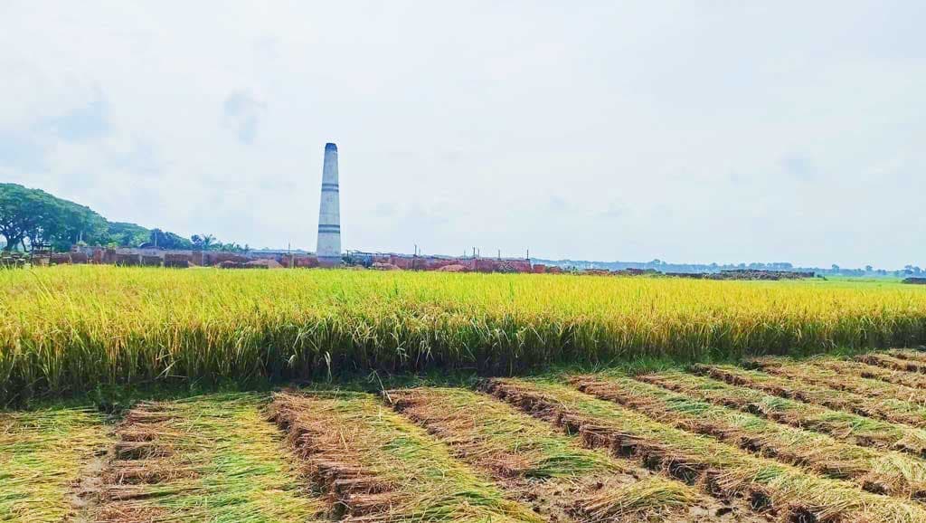 ইটভাটার পরিত্যক্ত জমিতে বাতাসে দুলছে সোনালি ধান